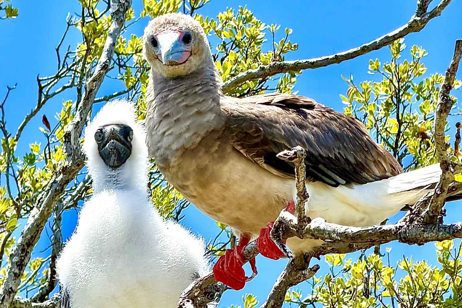 An adult red-footed booby and a white chick perched together in a low tree on Bird Island, Tikehau.