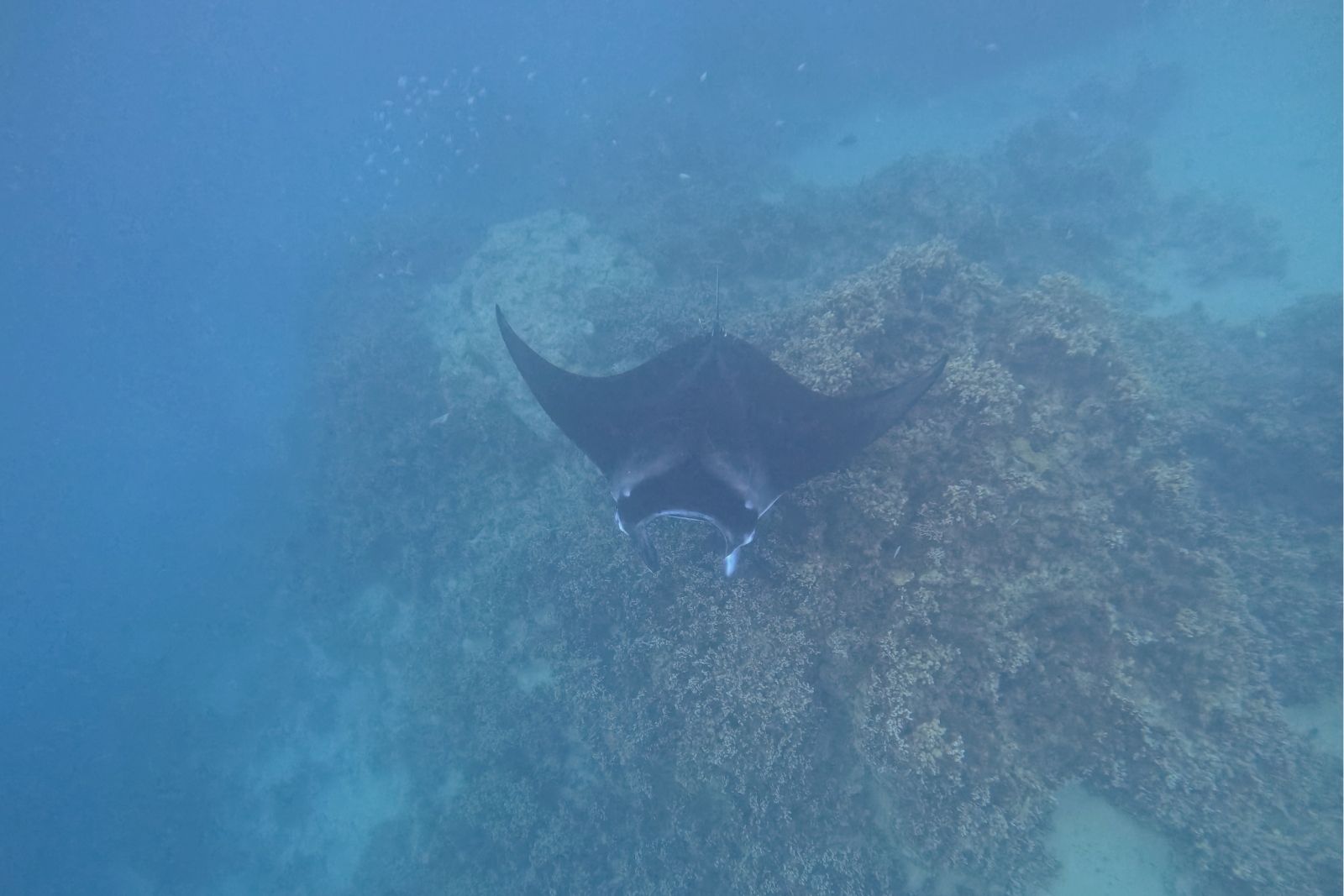A manta ray gliding low over a pale sand bottom in the lagoon at Bora Bora.