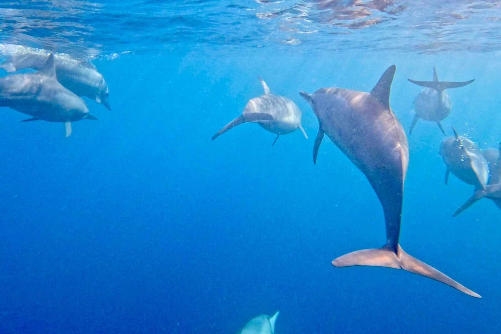 Spinner dolphins swimming underwater alongside a boat in clear blue water off Tikehau.