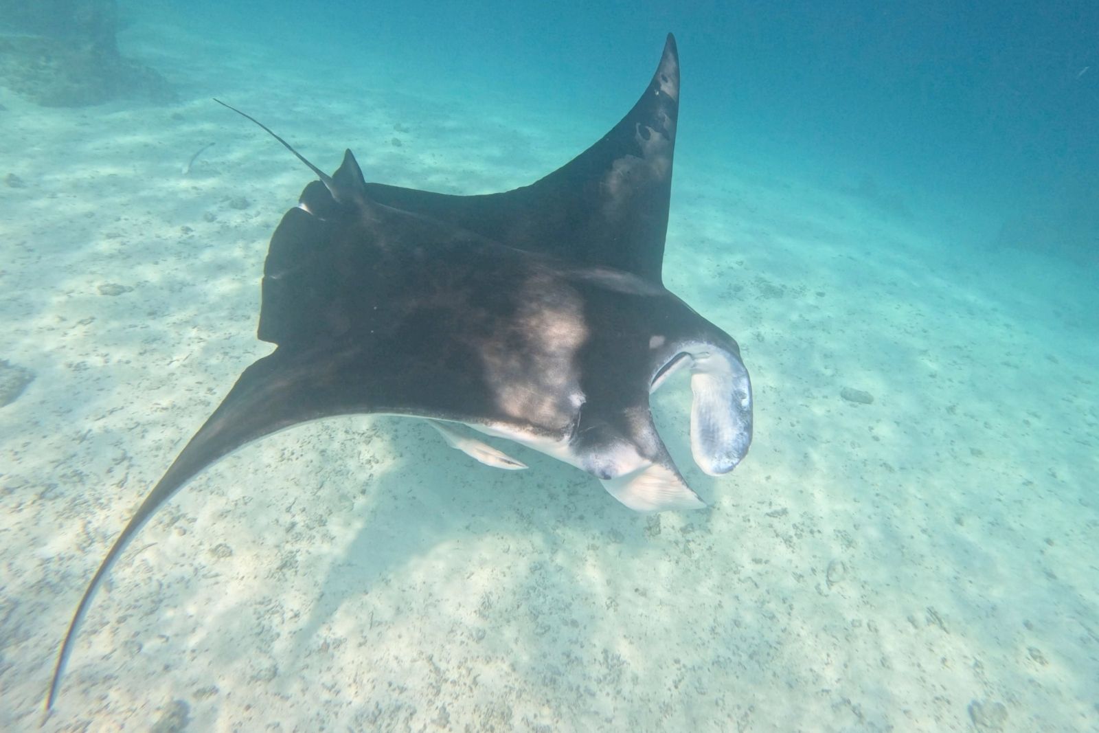 A manta ray hovering at a cleaning station above the coral reef in the lagoon at Tikehau.