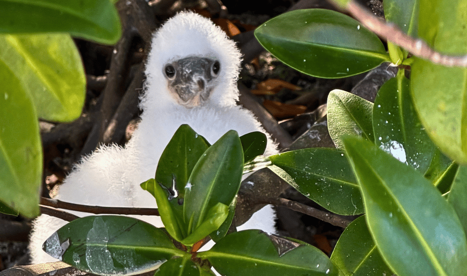 Young Nazca booby chicks nesting on the ground at Genovesa Island.