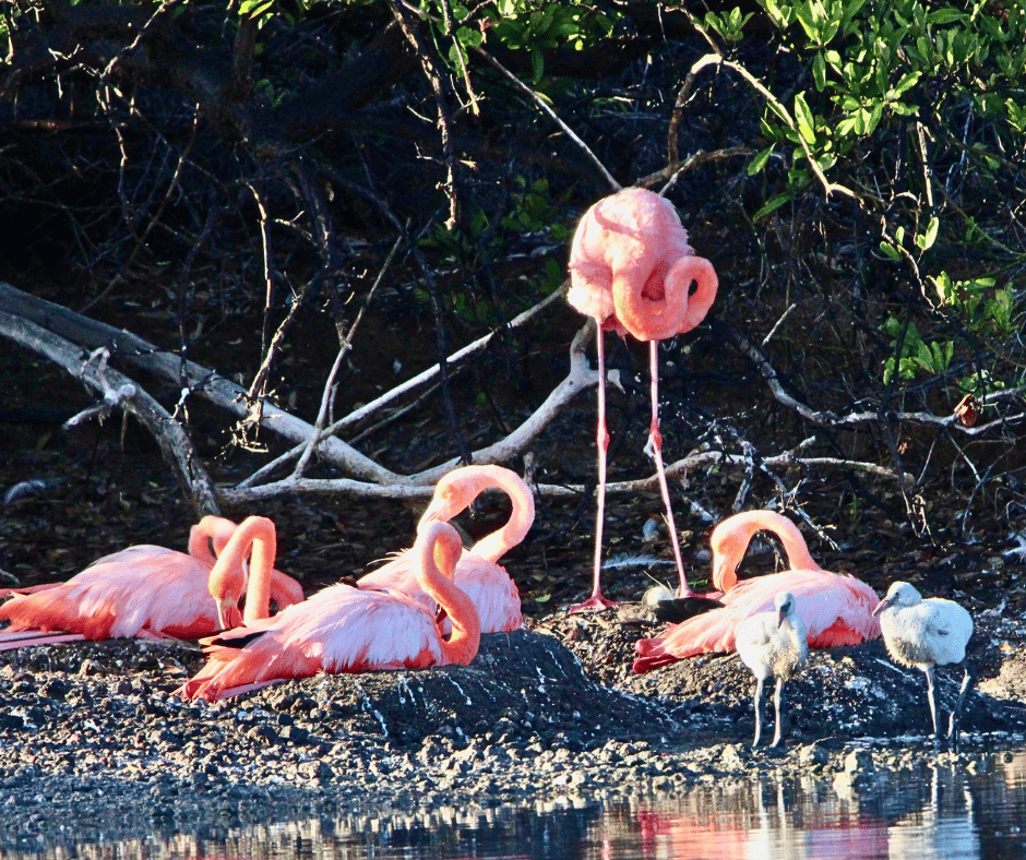 Pink flamingos wading in a brackish lagoon behind a Galápagos beach.