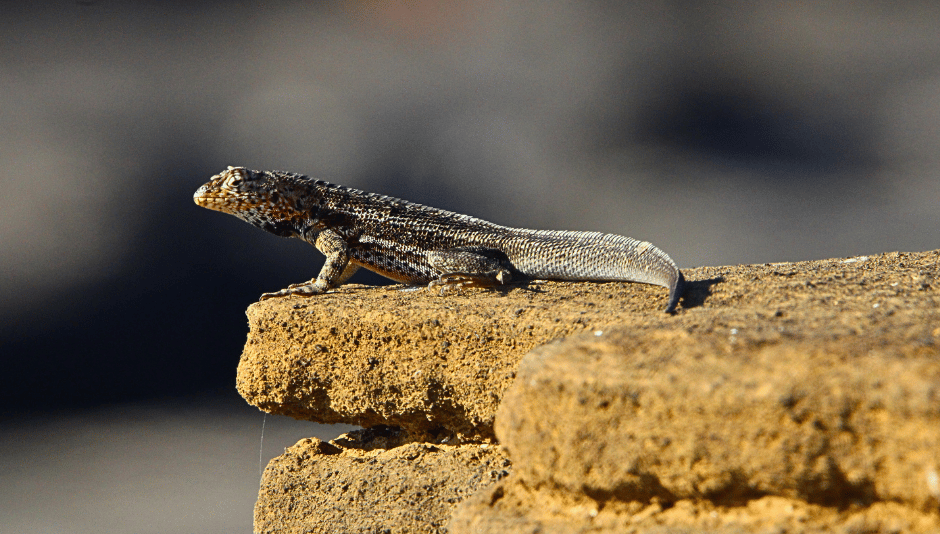 A lava lizard resting on dark volcanic rock in the Galápagos.