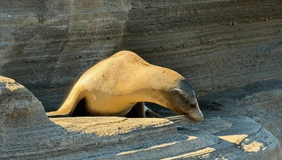 A Galápagos sea lion lying on a sandy beach.