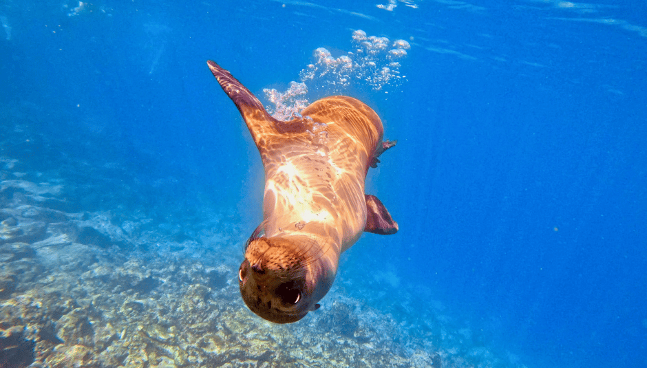 A Galápagos sea lion swimming underwater beside snorkelers.