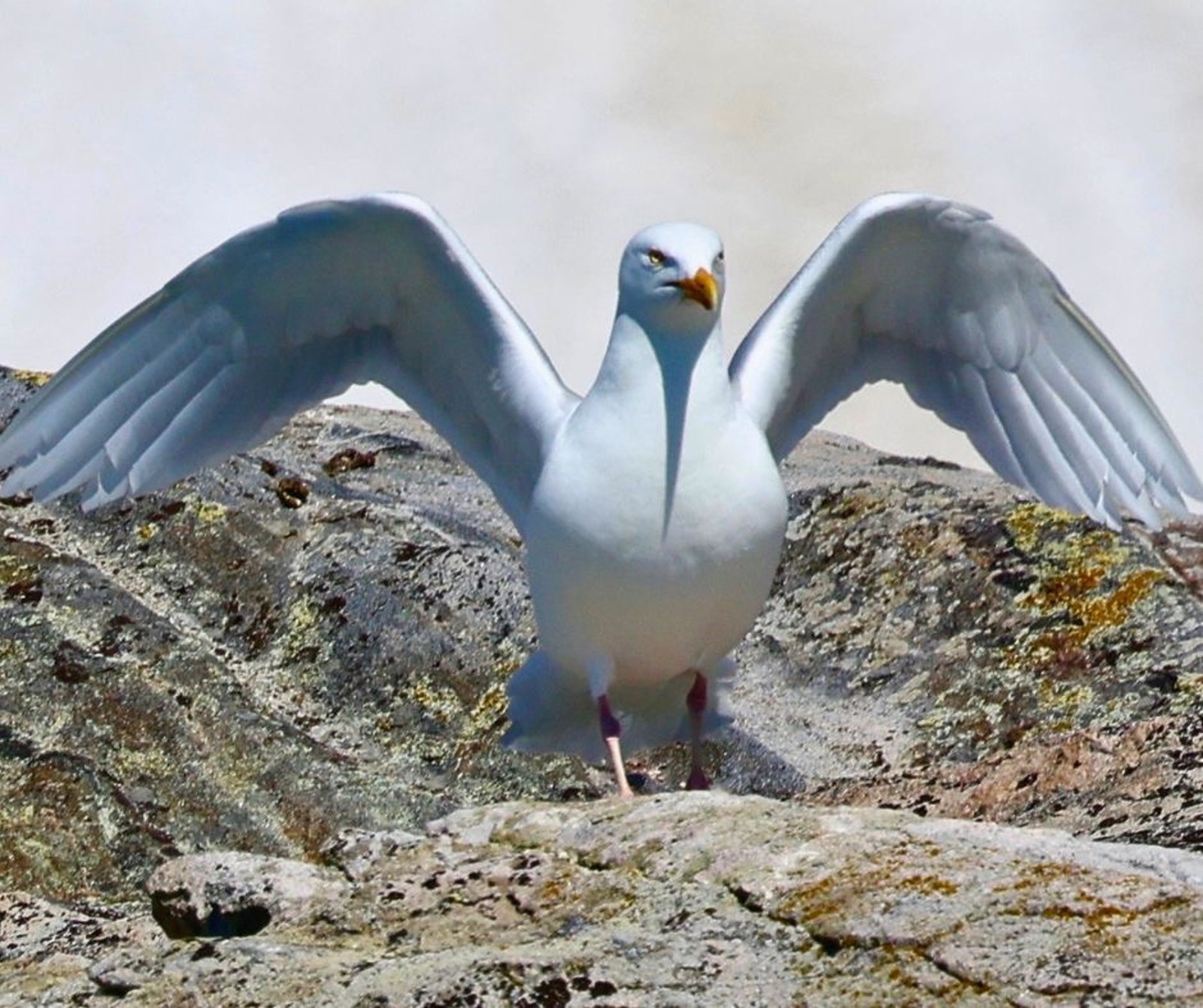 A white gull with outstretched wings standing on a rocky shoreline near the ocean.