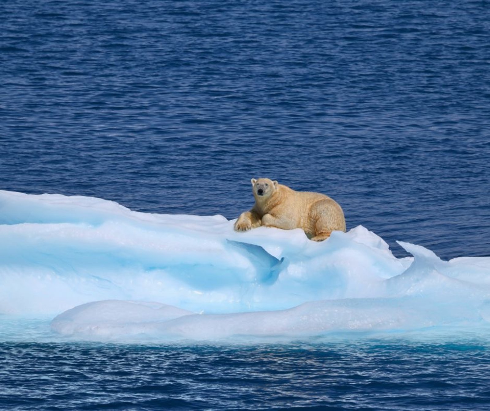 A polar bear resting on a floating blue iceberg in Arctic water.