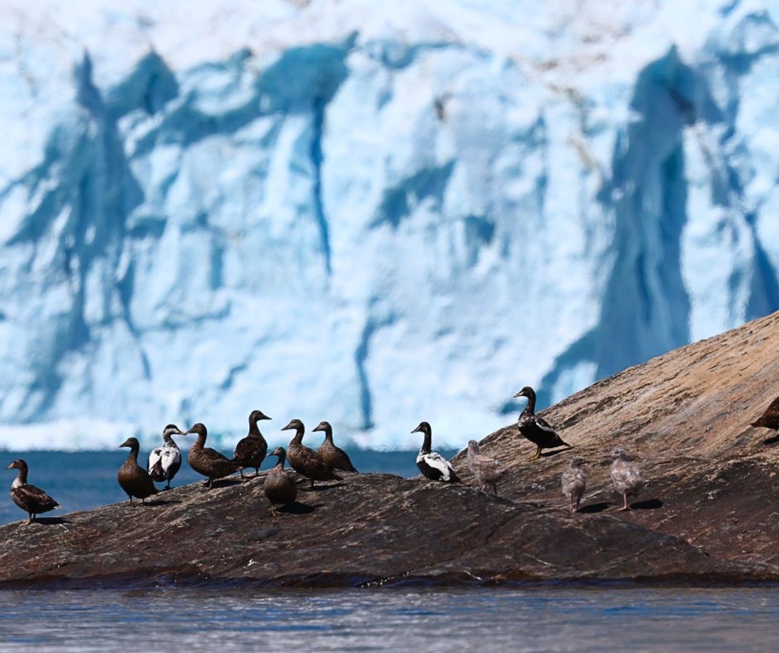 A flock of brown and white ducks resting on a dark rock with a large blue glacier behind.