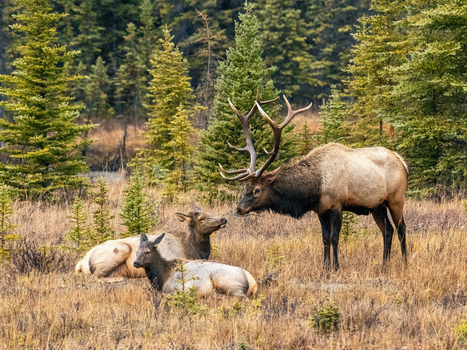 A young elk in spring grass in Jasper National Park.