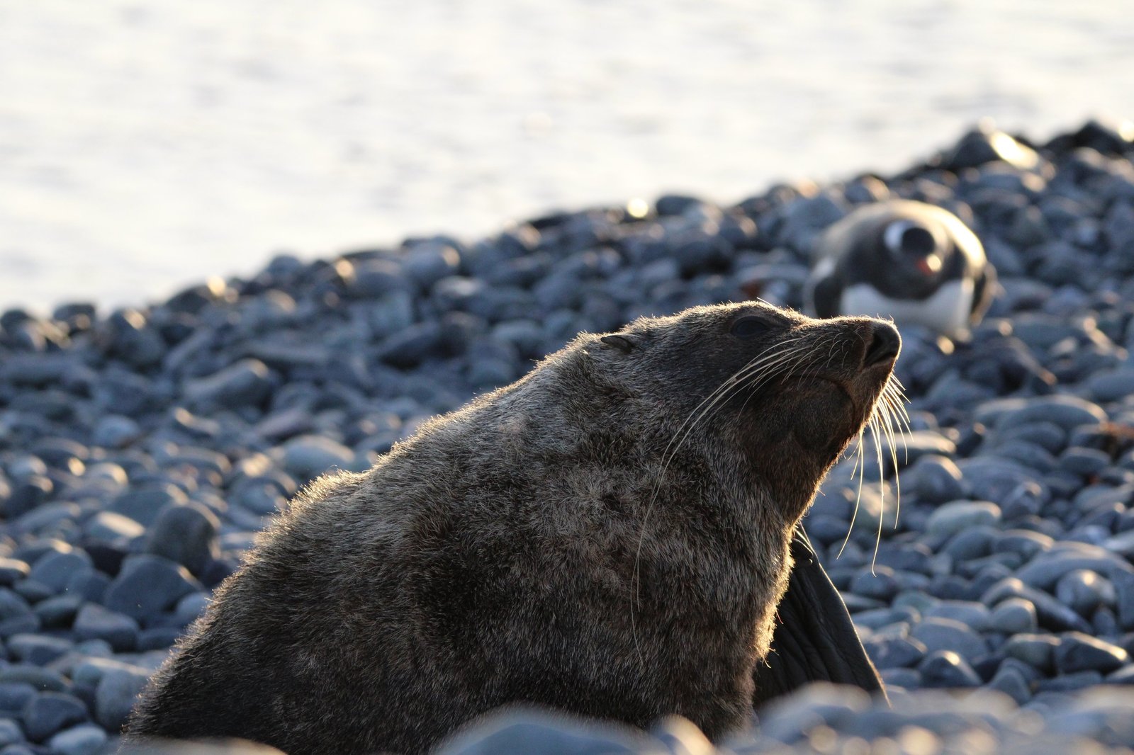 An Antarctic fur seal raising its head on a cobble beach at low light, with a gentoo penguin behind it.