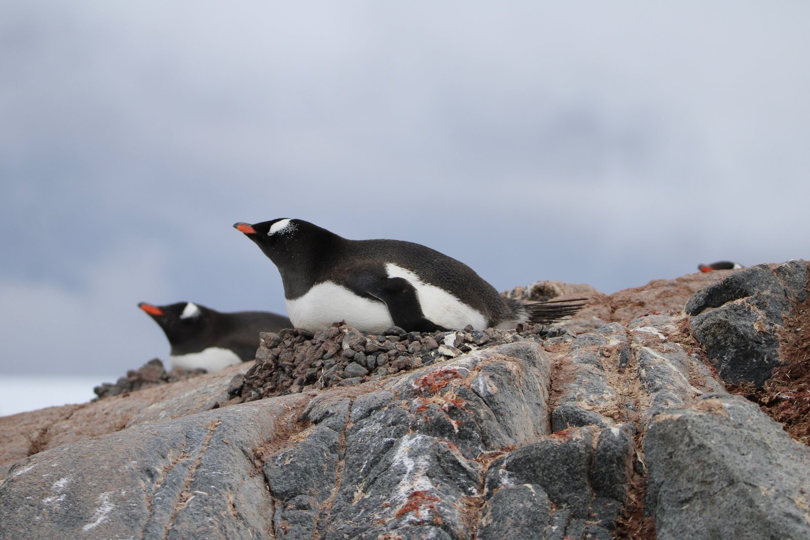 Two gentoo penguins resting on stone nests on a rocky Antarctic outcrop.