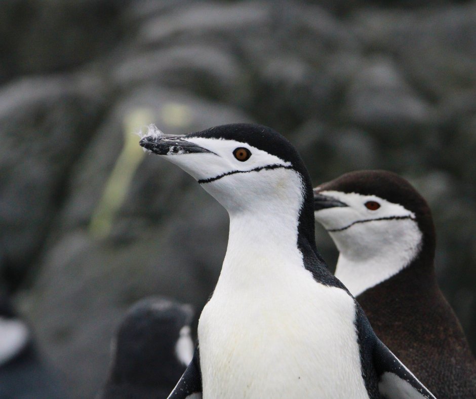A chinstrap penguin standing on rocky Antarctic terrain with a feather caught on its beak.