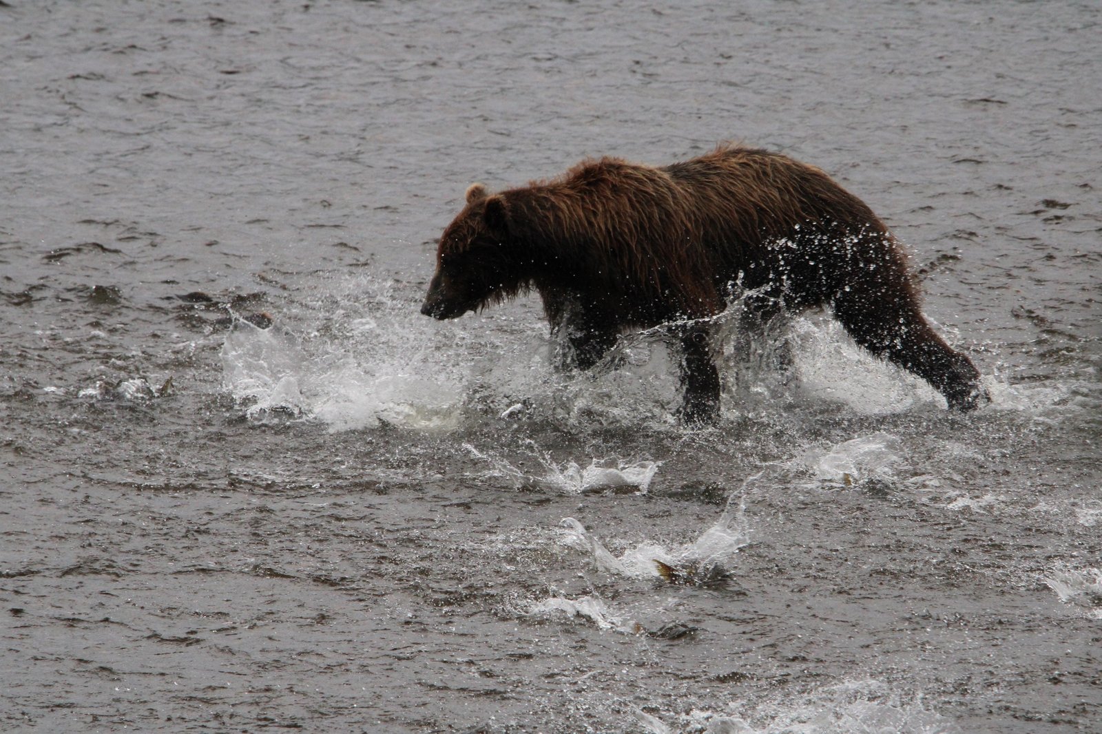 A brown bear charging through shallow grey river water, spray flying and salmon breaking the surface around it.