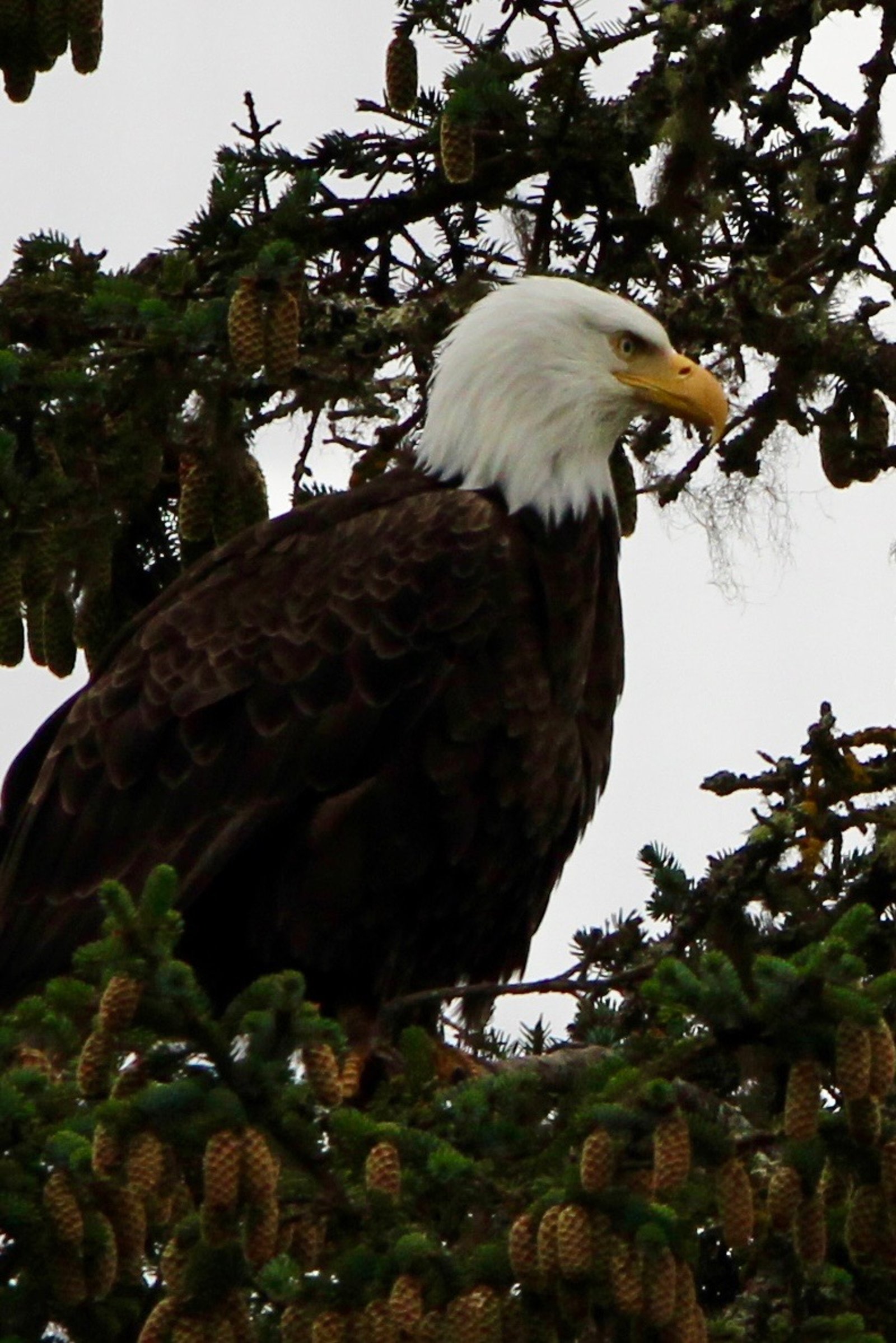 A bald eagle perched among cone-laden spruce branches, looking out across a pale sky.