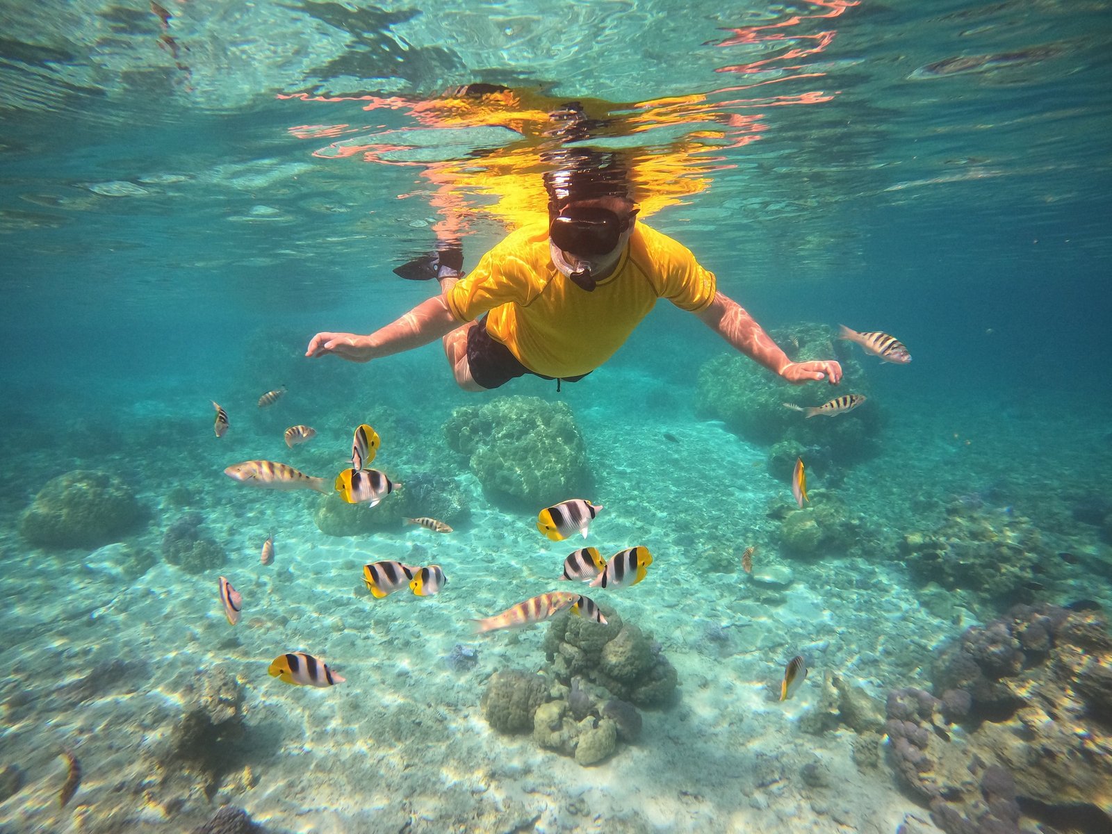 A snorkeller in a yellow rash guard drifting over a shallow coral reef surrounded by butterflyfish in clear turquoise water.