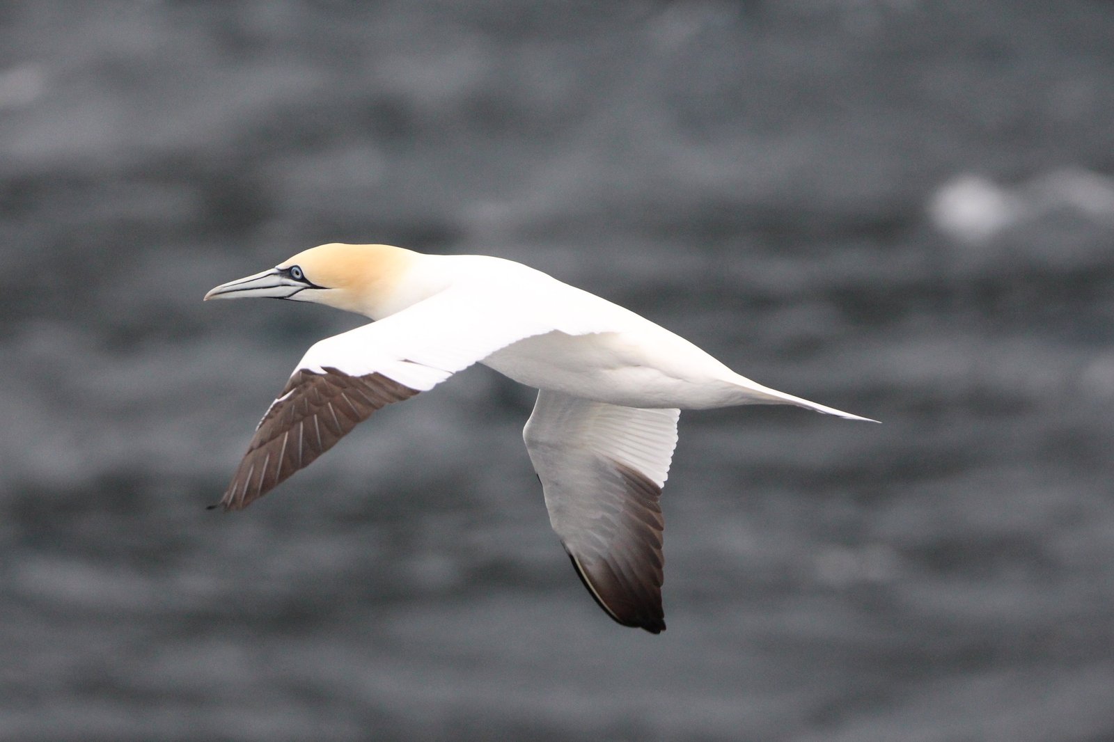 A northern gannet gliding low on outstretched wings above dark grey open ocean.