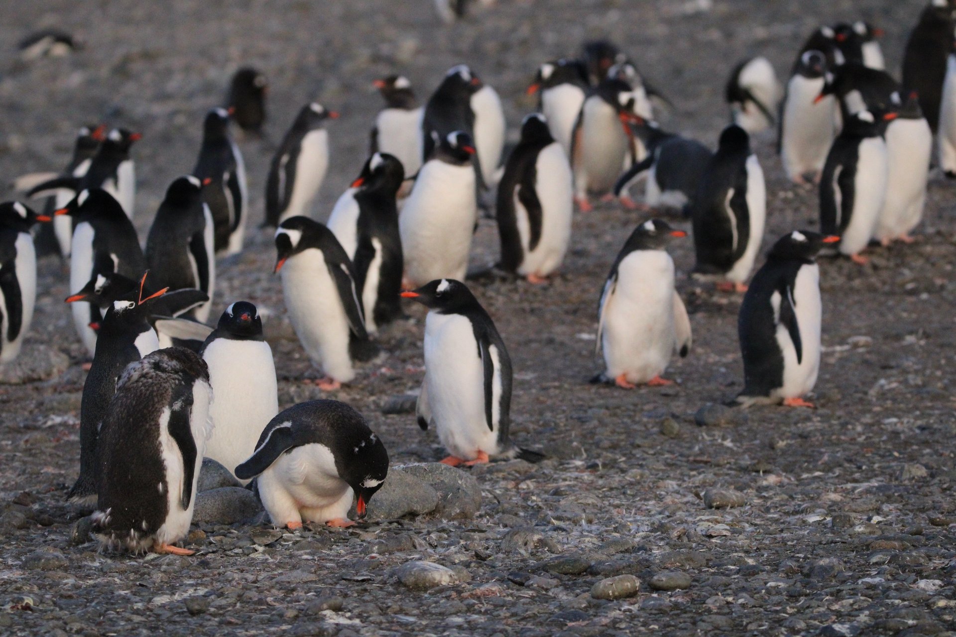 A gentoo penguin colony spread across a stony Antarctic beach in low evening light.