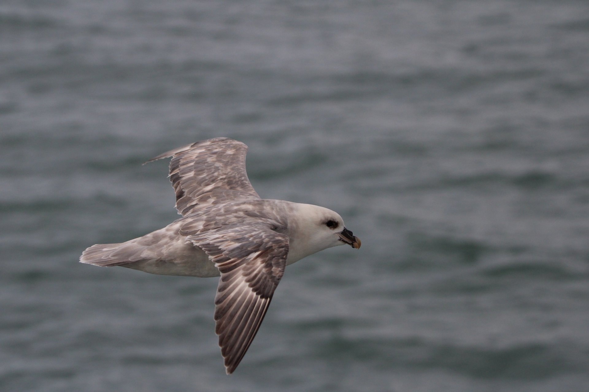 A northern fulmar gliding low over grey polar water with wings fully extended.