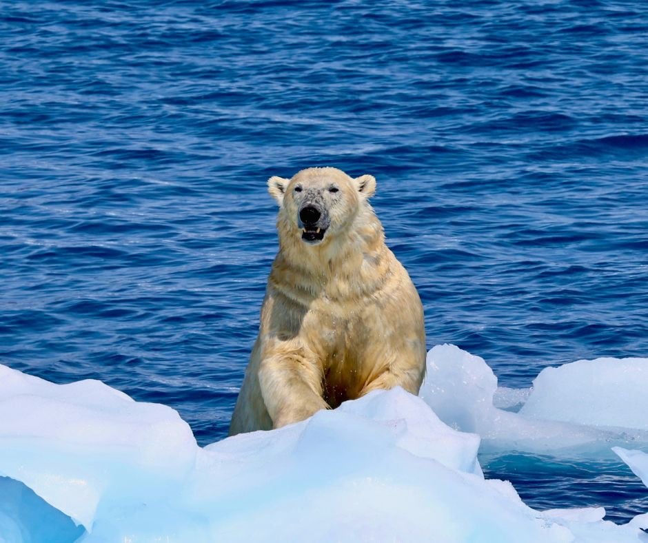 A polar bear on the East Greenland coast photographed from the ship.