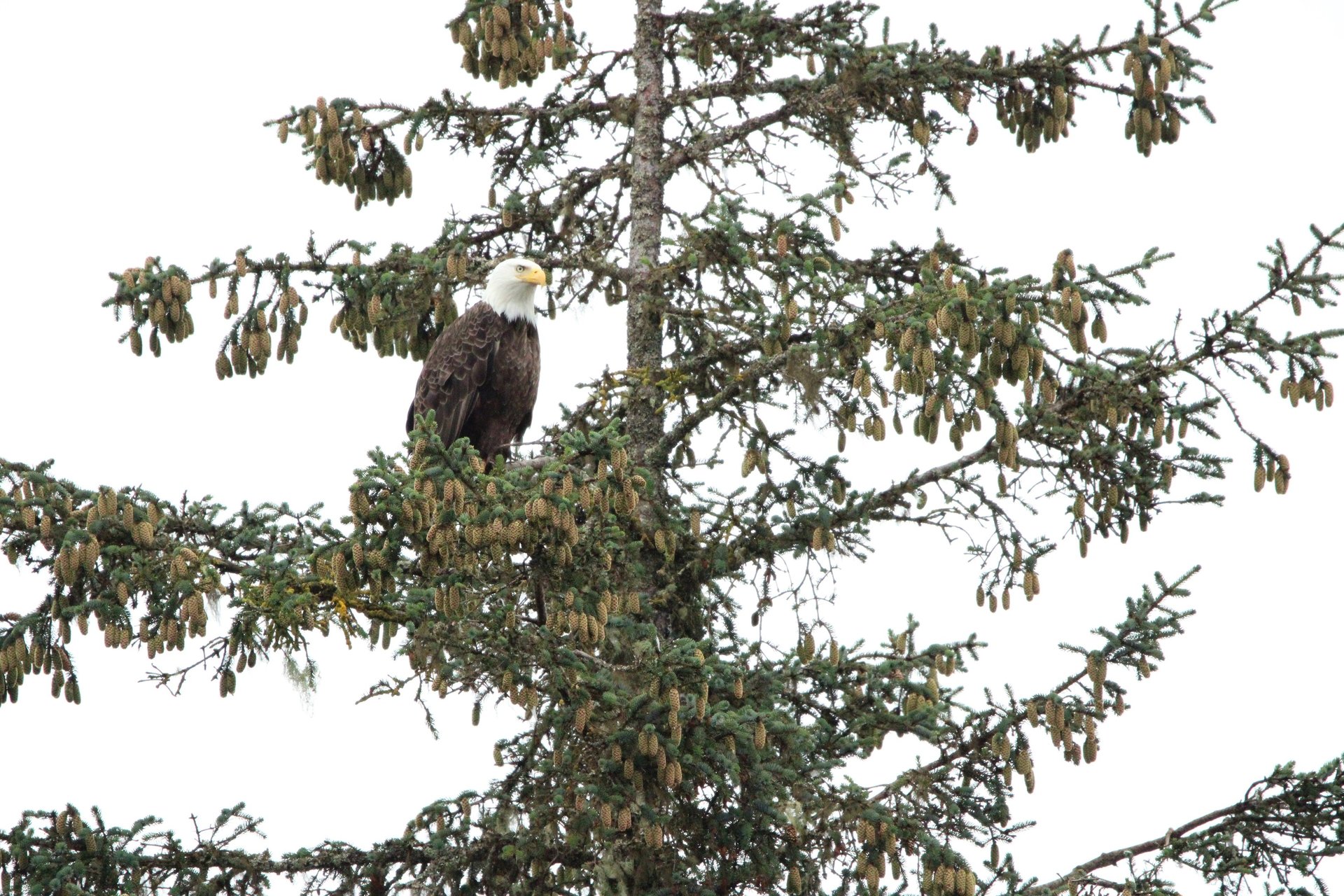 A bald eagle perched on a cone-laden spruce branch against a pale overcast sky.