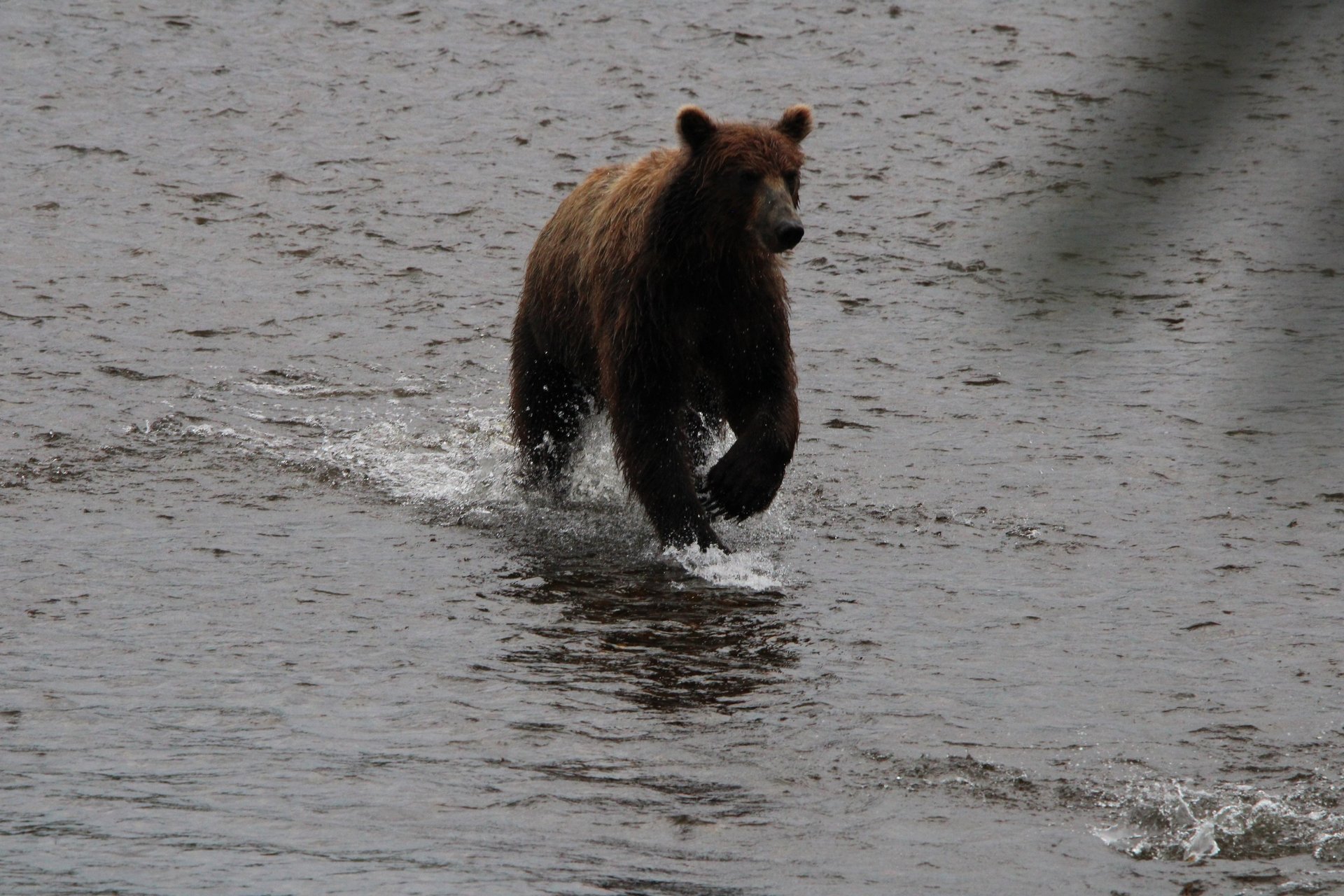 A brown bear running through shallow grey river water, sending up spray.