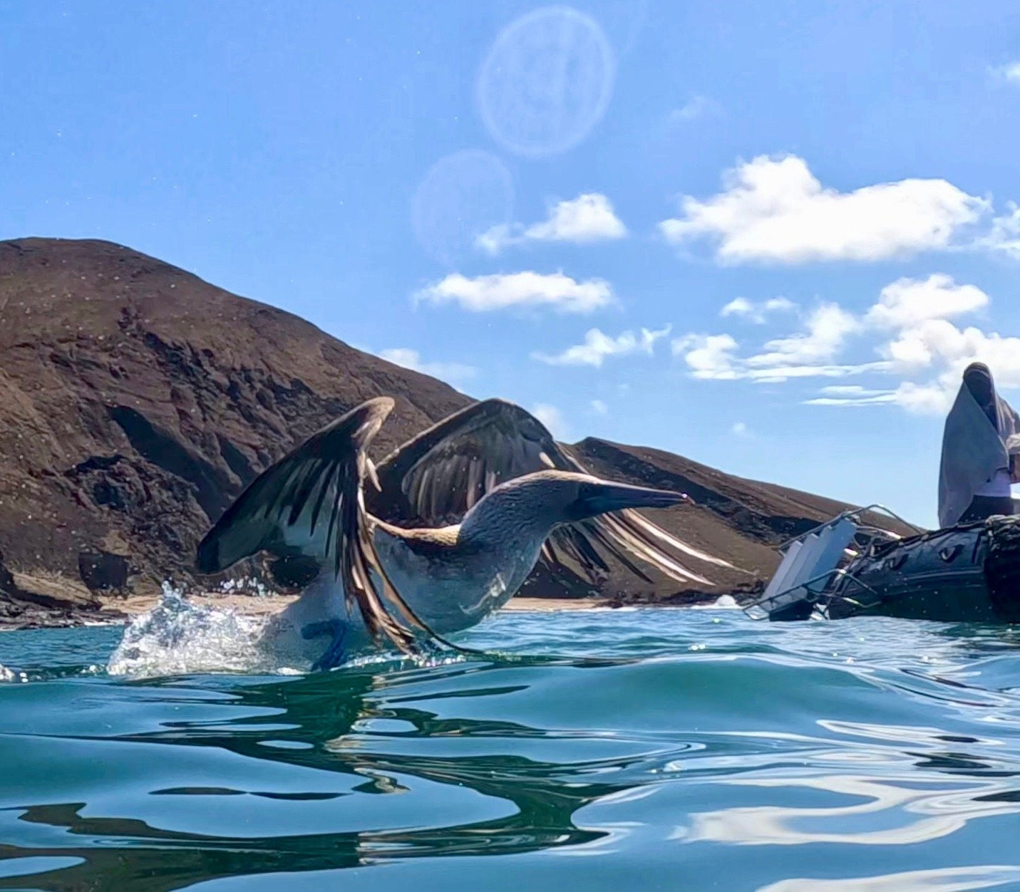 A blue-footed booby lifting off the water beside a Zodiac, with a dark volcanic island behind.