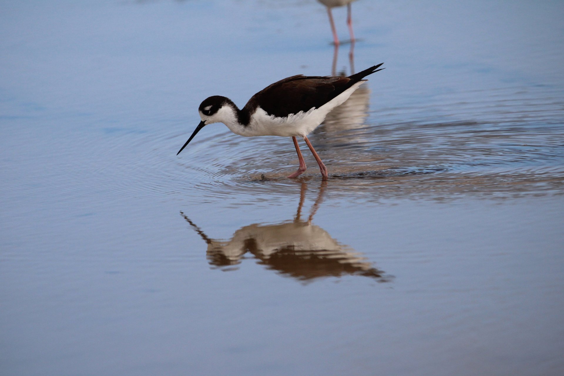 A black-necked stilt wading in a shallow Galápagos lagoon, mirrored in still water.