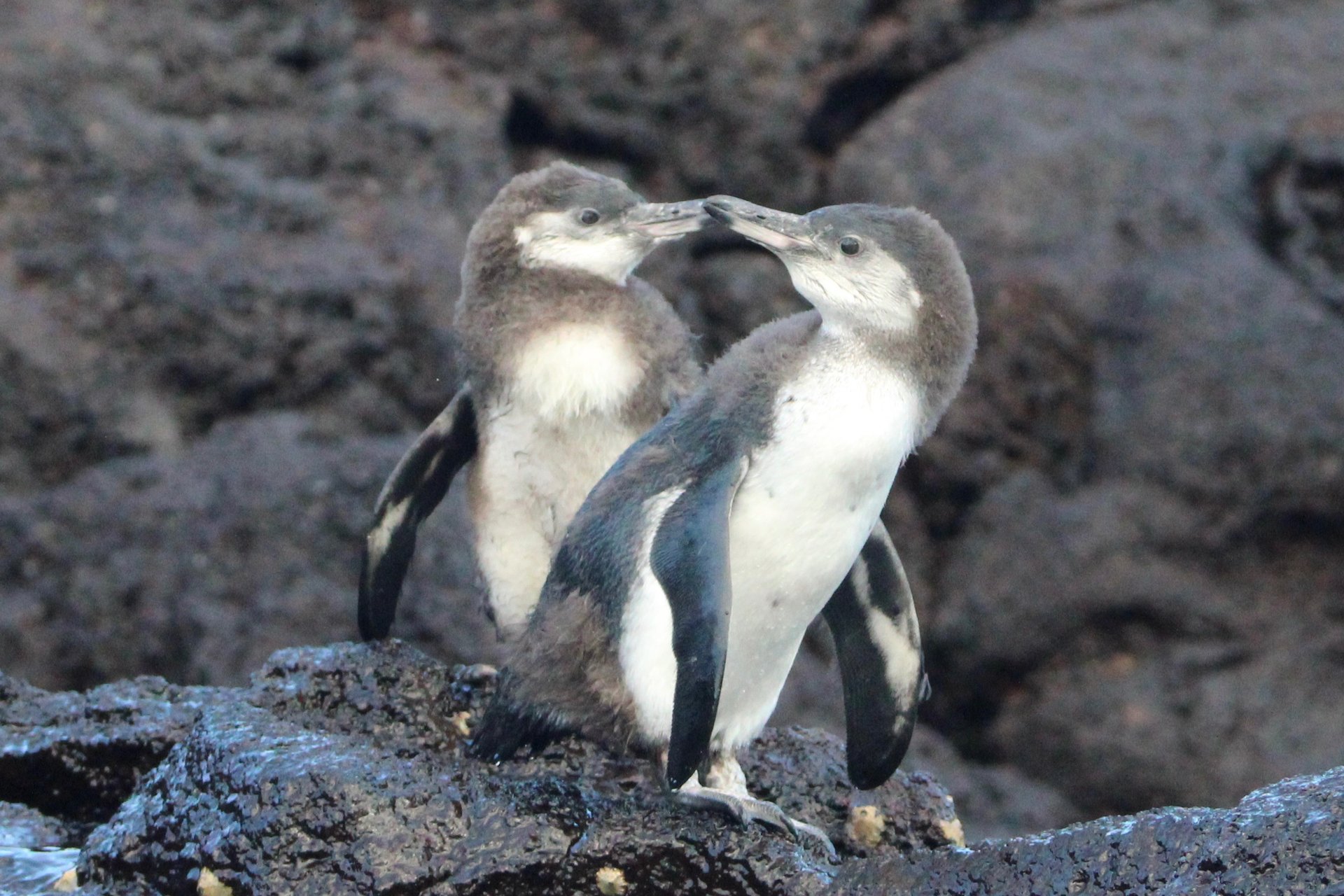 Two Galápagos penguins standing close together on wet volcanic rock.