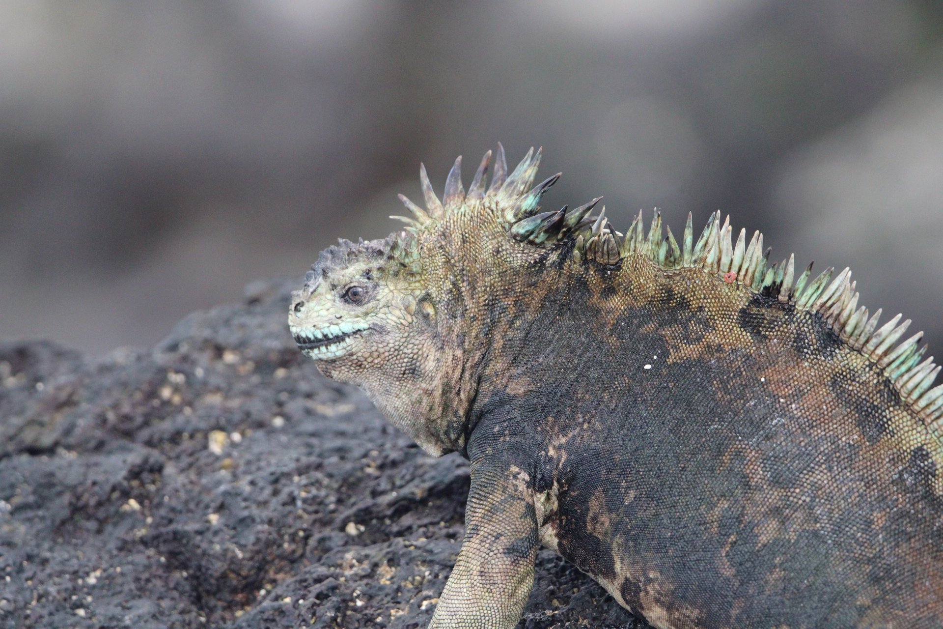A Galápagos marine iguana resting on black lava rock, its spines catching the light.