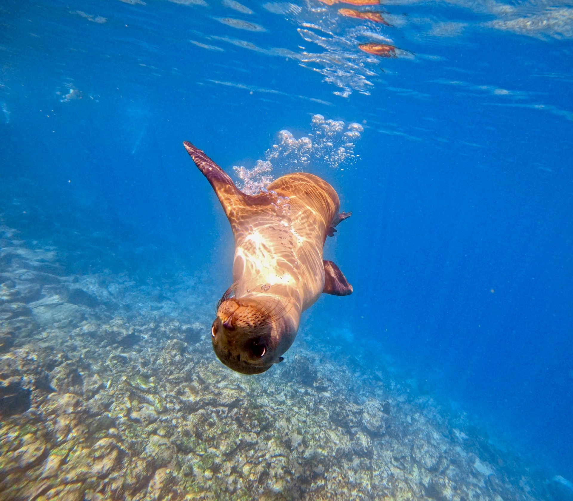 A Galápagos sea lion swimming upside down through clear blue water above a rocky reef.