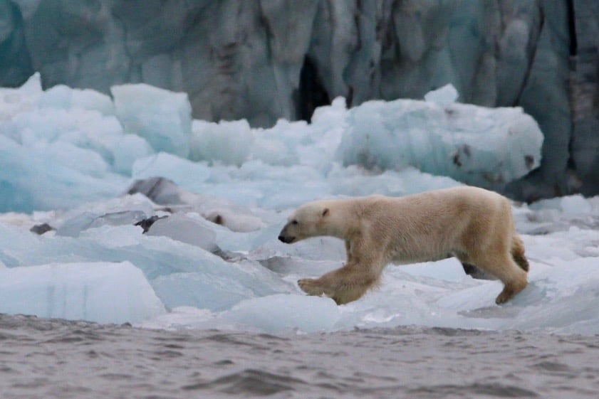 A polar bear walking across broken shore ice in front of a glacier face in Svalbard.