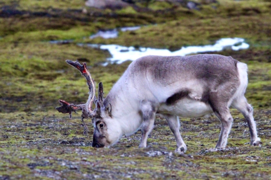 A Svalbard reindeer grazing on mossy green tundra beside a patch of snow.