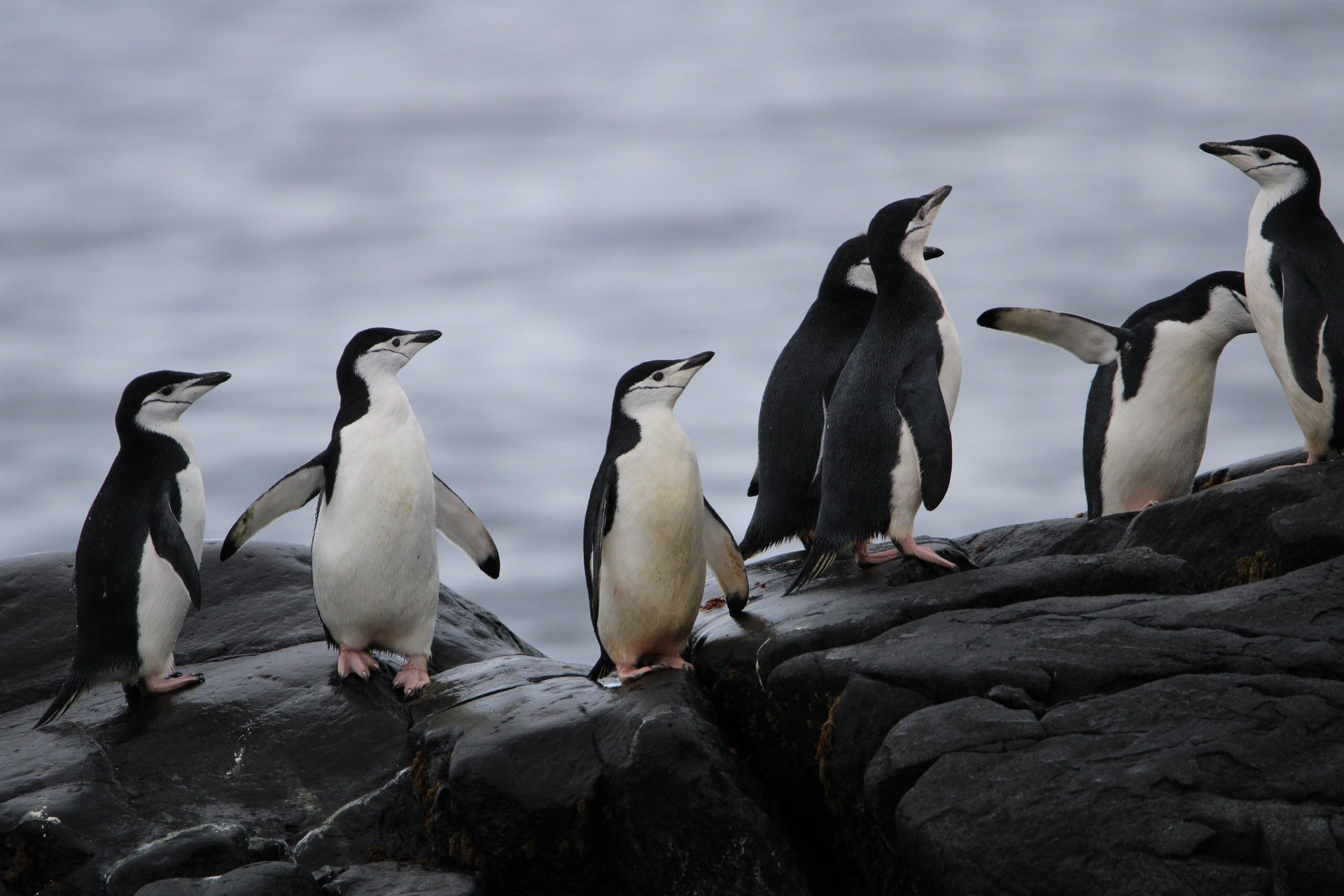 Seven chinstrap penguins standing on wet dark rock at the water’s edge in Antarctica.