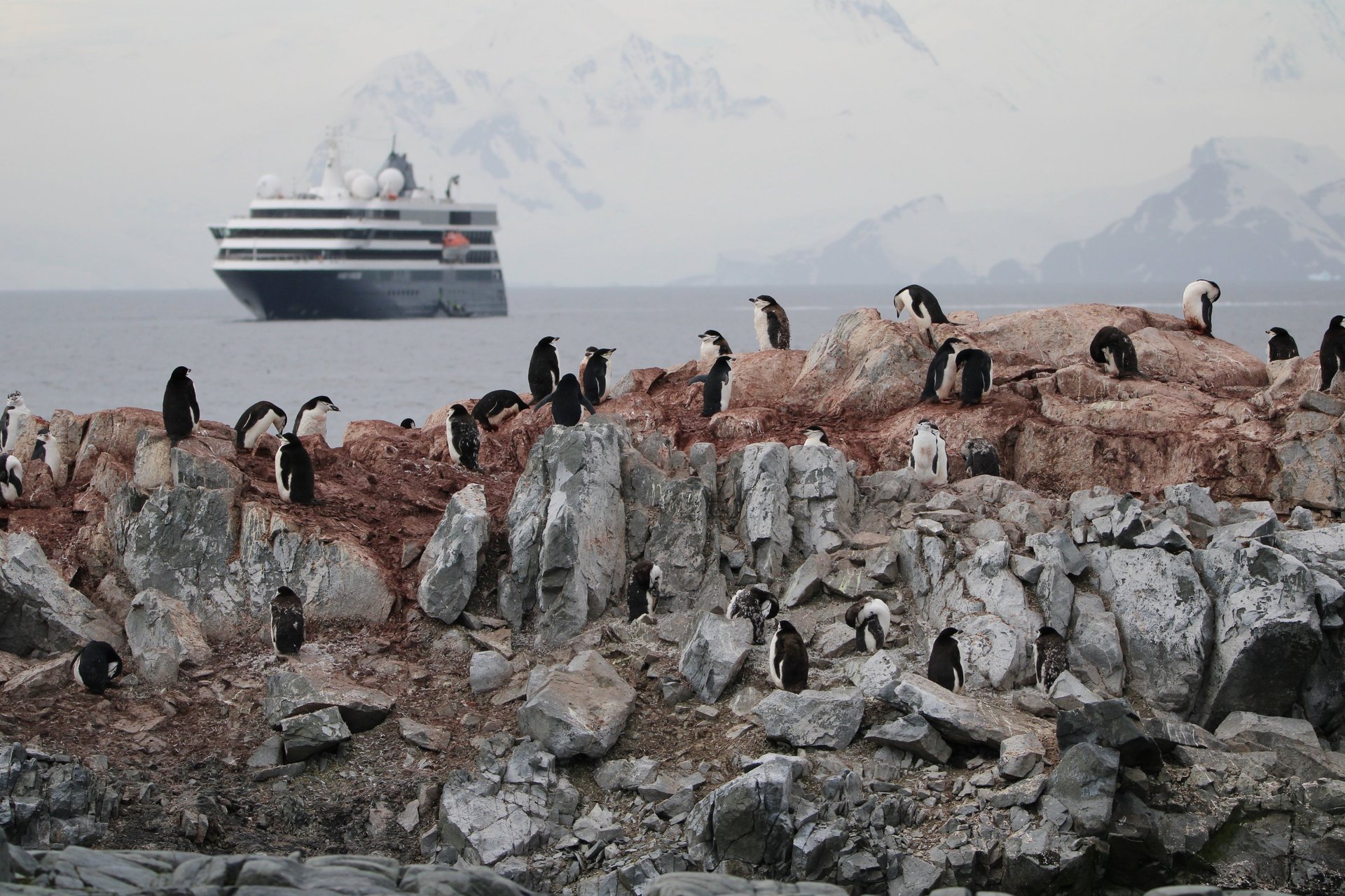 A chinstrap penguin colony on rust-coloured rocks with the World Navigator at anchor beyond.